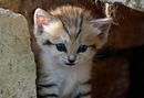 Діанка Глинська фотография #2 (источник - https://vk.com/id134668592)
