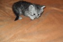 Кот Салтыков фотография #42 (источник - https://vk.com/id82408447)