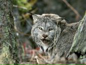 Богдан Білик фотография #23 (источник - https://vk.com/id132973382)