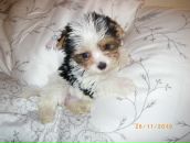 Фотография Румянцевой Олеси