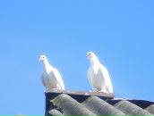 Фотография Garan Vita