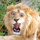 Фотография Ковалева Павла