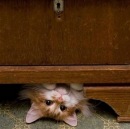 Свєта Фіців фотография #17 (источник - https://vk.com/id88504876)