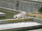 Надя Кіданецька фотография #22 (источник - https://vk.com/id103553217)