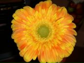 Фотография Козловой Натали