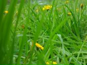 Фотография Шкариной Насти