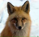 Фотография Гриценко Елены