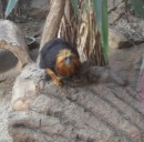 Віка Мушук фотография #28 (источник - https://vk.com/id60424036)