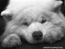 Сергій Дмитричук фотография #1