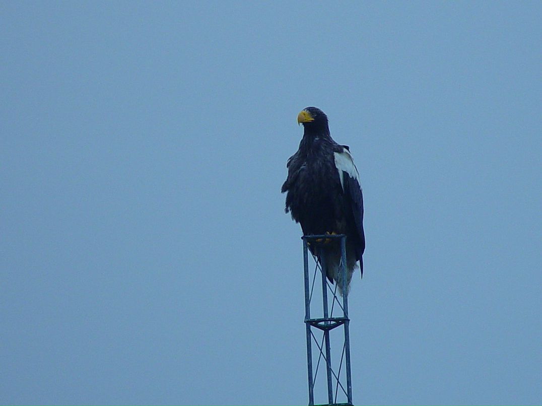 Сергей Розе фотография #24