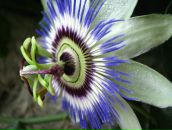 Фотография Войцеховской Елены